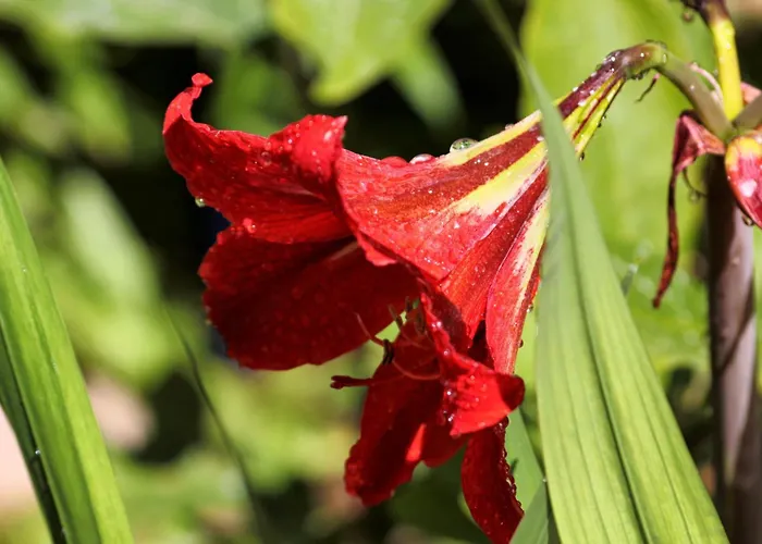 By The Sea Zavalatica, Korcula - 182 זבלטיצה