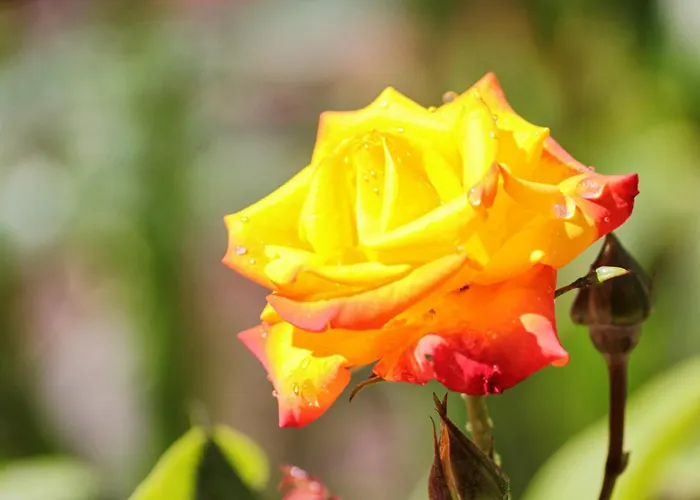 By The Sea Zavalatica, Korcula - 182 זבלטיצה